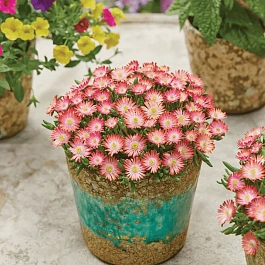 Делосперма Купера Ice Cream Salmon