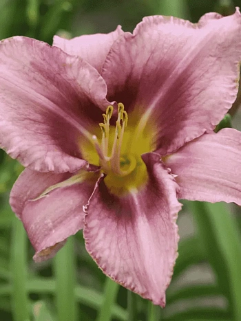 Лилейник Purple Bicolor