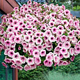 Петуния ампельная F1 Шок Вейв Пинк Вейн Петуния ампельная F1 Шок Вейв Пинк Вейн