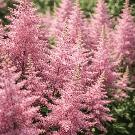 Астильба Creamy Pearls