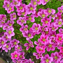 Камнеломка Арендса Pixie Rose