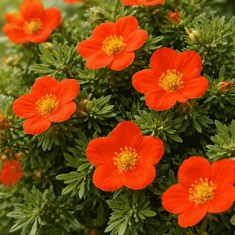 Лапчатка кустарниковая Red Jocker