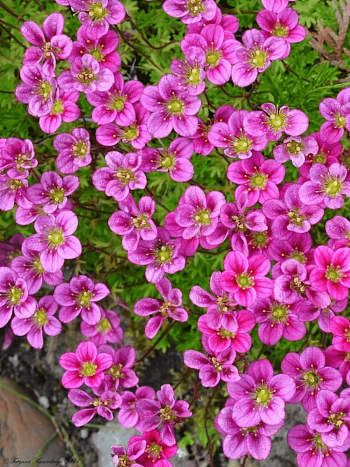 Камнеломка Арендса Pixie Rose