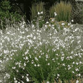 Гаура Линдхеймера Elurra