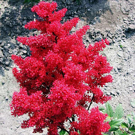 Астильба японская Ред Сентинел Астильба японская Ред Сентинел
