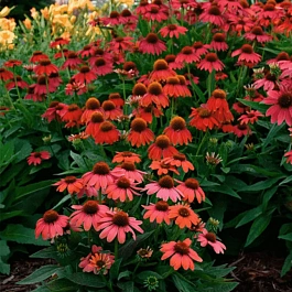 Эхинацея пурпурная Lakote Red