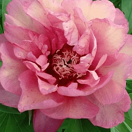 Пион ИТО Hillary