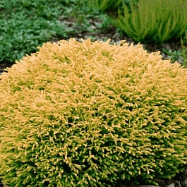 Туя западная Golden Tuffet