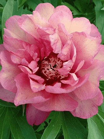 Пион ИТО Hillary