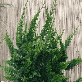 Кипарисовик горохоплодный Teddy Bear