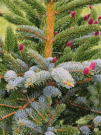 Ель двуцветная