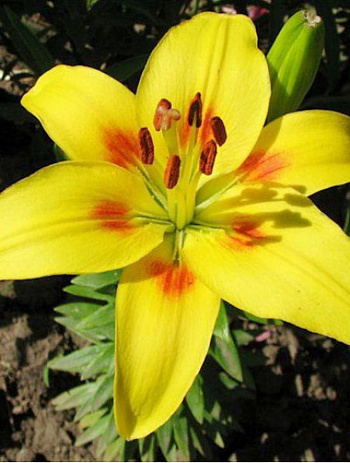 Лилия азиатская Джайв НАБОР 2ШТ (2+2)