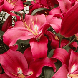 Лилия Red Desire