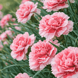 Гвоздика Перистая Doris