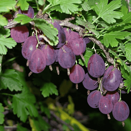 Крыжовник обыкновенный Грушенька