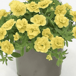 Калибрахоа Oro Double Yellow