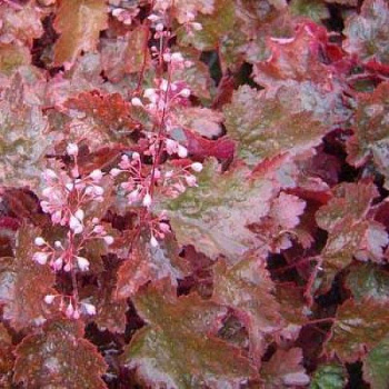 Гейхера гибридная Анна Кульпа