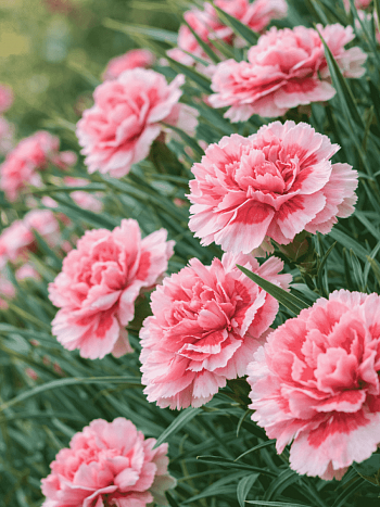 Гвоздика Перистая Doris