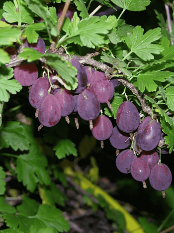 Крыжовник обыкновенный Грушенька