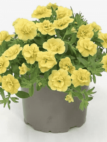 Калибрахоа Oro Double Yellow