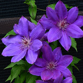 Клематис крупноцветковый Габриэль Нарутович