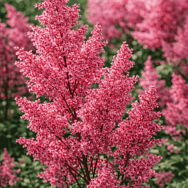 Астильба японская Lollypop