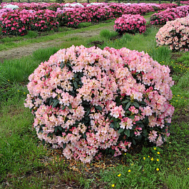 Рододендрон якушиманский Перси Вайсман Рододендрон якушиманский Перси Вайсман
