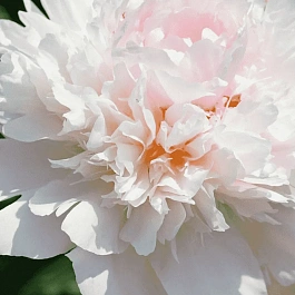 Пион Молочноцветковый Alertie