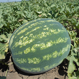 Арбуз Ница