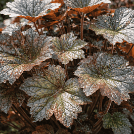 Гейхера Blackout