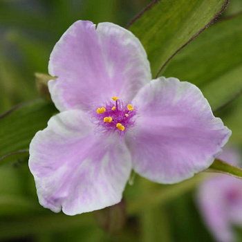 Традесканция Андерсона Пинк Шабли