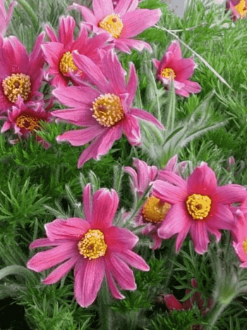 Прострел обыкновенный  Papageno