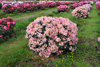 Рододендрон якушиманский Перси Вайсман