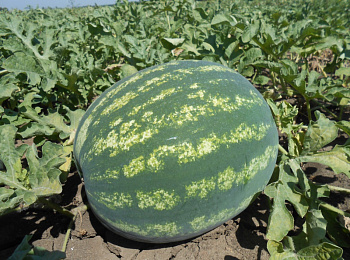 Арбуз Ница Арбуз Ница