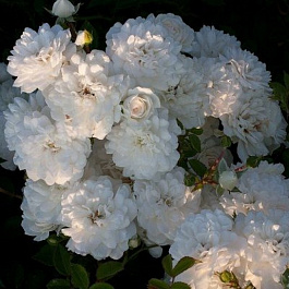 Роза флорибунда Сноу Вайт Роза флорибунда Сноу Вайт