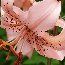 Лилия Pink Giant