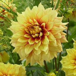 Георгина декоративная Дэззлинг Сан