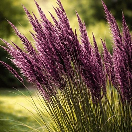 Молиния голубая Black Arrow