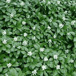 Пахизандра верхушечная White Ruffles