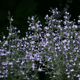 Душевик котовниковый