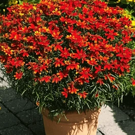 Кореопсис мутовчатый Ladybird