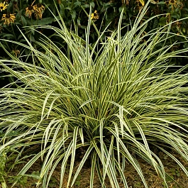 Осока морроу Goldband