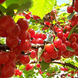 Вишня войлочная Царевна