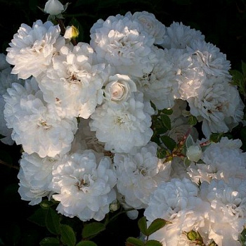 Роза флорибунда Сноу Вайт