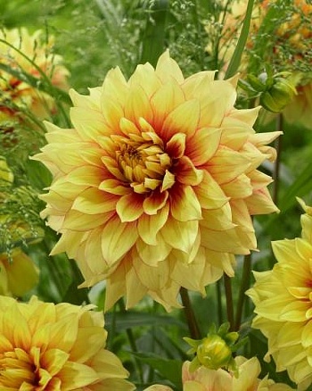 Георгина декоративная Дэззлинг Сан