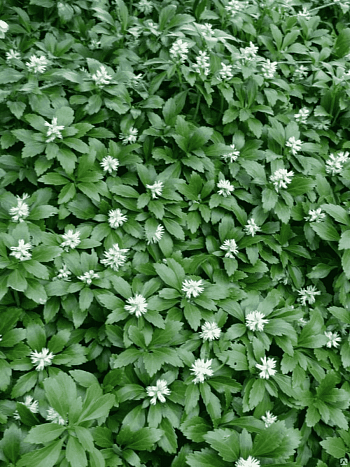 Пахизандра верхушечная White Ruffles