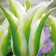 Тюльпан White Spring Green
