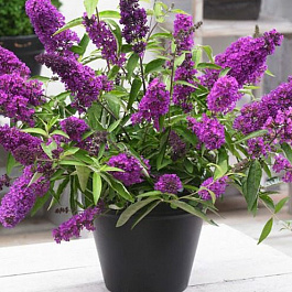 Буддлея Давида Софи (Патио)