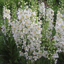 Коровяк (Вербаскум) фиолетовый Флаш ов Вайт