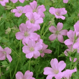 Герань Эндерса Wargrave Pink